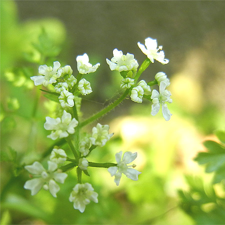 Kerbel-Blüten im Mai