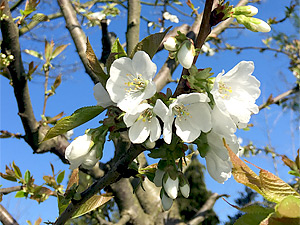 Kirschbaumblüte und Frühlingsduft