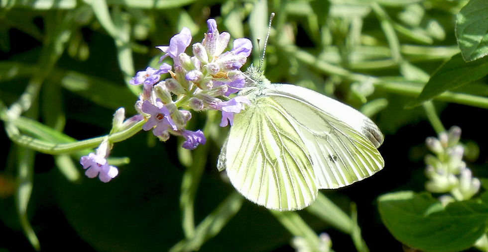 Kohlweißling (weißer Schmetterling) auf einer Lavendelblüte im Juni 2018