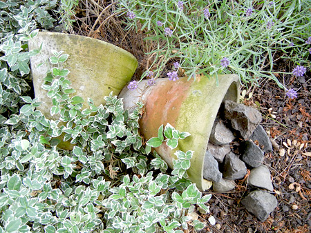 Kriechspindel und Lavendel