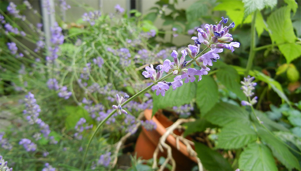 Altes, verwachsenes Lavendel-Gehlz vor unserem Gewchshaus ...