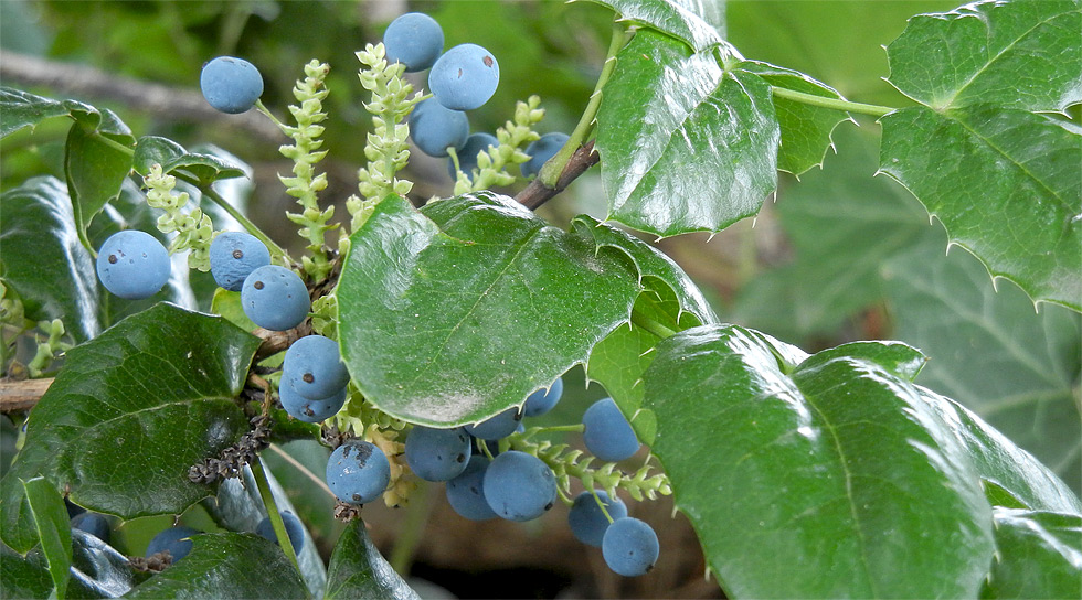 Blaue Mahonien-Beeren (bot. Berberis aquifolium) in unserem Garten im Juli 2018