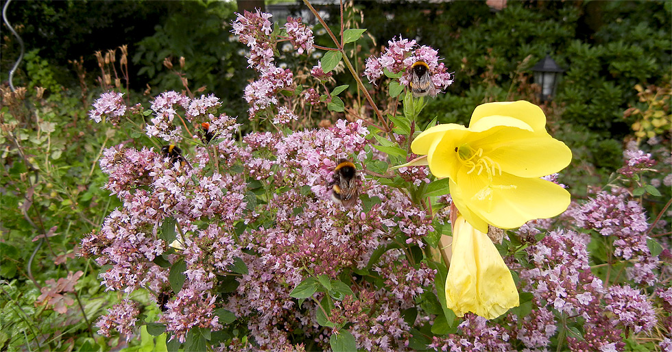 Nachtkerzen-Blüte inmitten von blühendem Oregano und wildem Hummel-Gewimmel