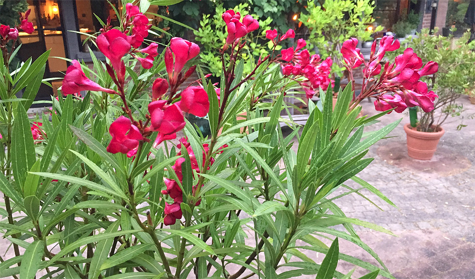 Frisch geduschter Oleander ... erstmal wieder lausfrei! (Juli 2018)