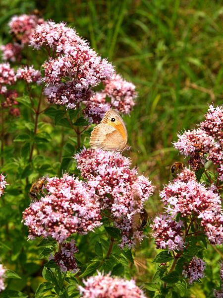 Oregano während der Blüte ... besucht von Bienen und Schmetterlingen