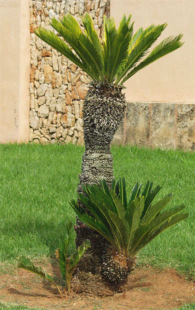 Palmfarn im Botanischen Garten Botanicactus (Mallorca)