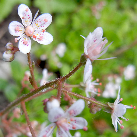 Porzellanblümchen-Blüten Saxifraga umbrosa x urbium