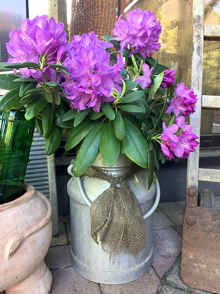 Rhododendron-Blumenstrauß in einer nostalgischen Zink-Milchkanne