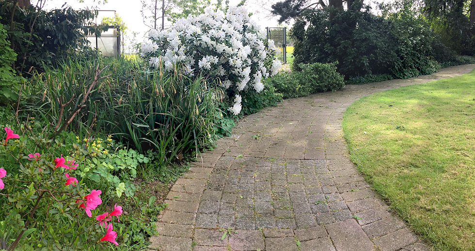 Weißblühender Rhododendron in unserem Garten ... im April 2018
