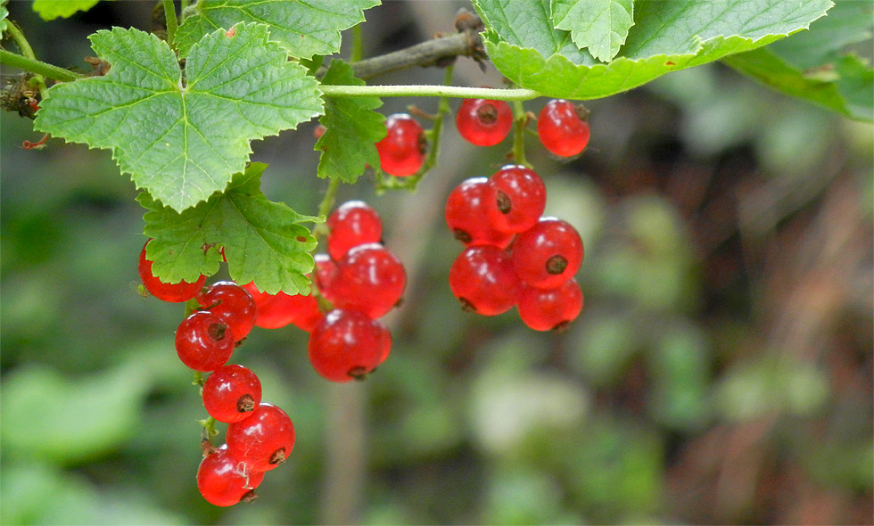 Rote Johannisbeeren (bot. Ribes rubrum) in unserem Garten