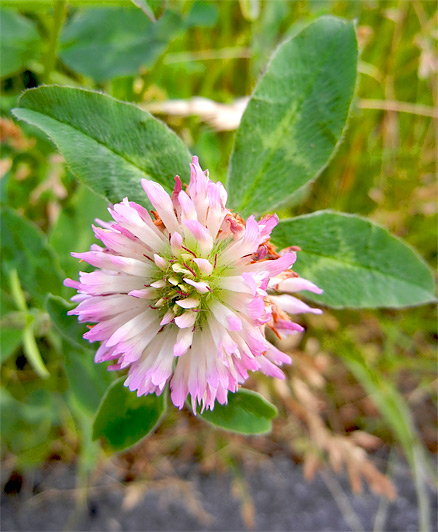 Rotklee (bot. Trifolium pratense)