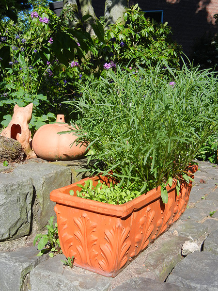 Rucola (Wilde Rauke) im Terracotta-Blumen-Kasten in unserem Garten