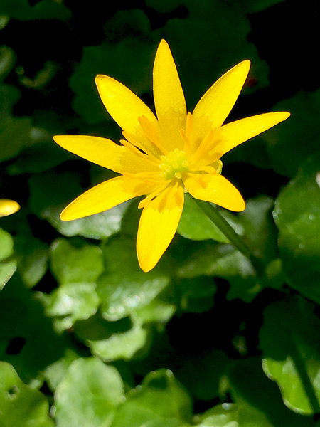 Scharbockskraut-Blüte