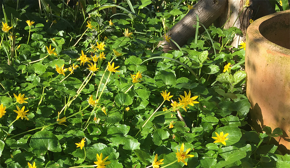 Scharbockskraut (bot. Ranunculus ficaria) in meinem Garten - April 2018