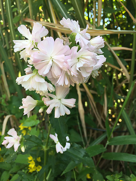 Seifenkraut mit gefüllten Blüten (bot. Saponaria officinalis) in unserem Garten im Juli 2018
