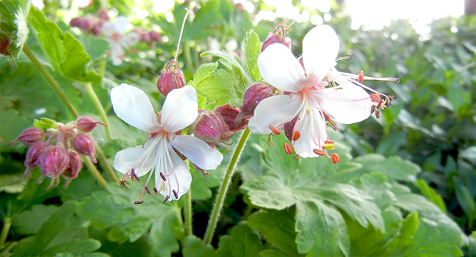 Weiße Storchschnabel-Blüten mit rosa-farbenen Kelchen