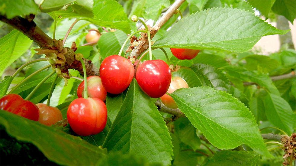 Leckere, rote Süßkirschen (Prunus avium 'Burlat') am 22. Mai 2018