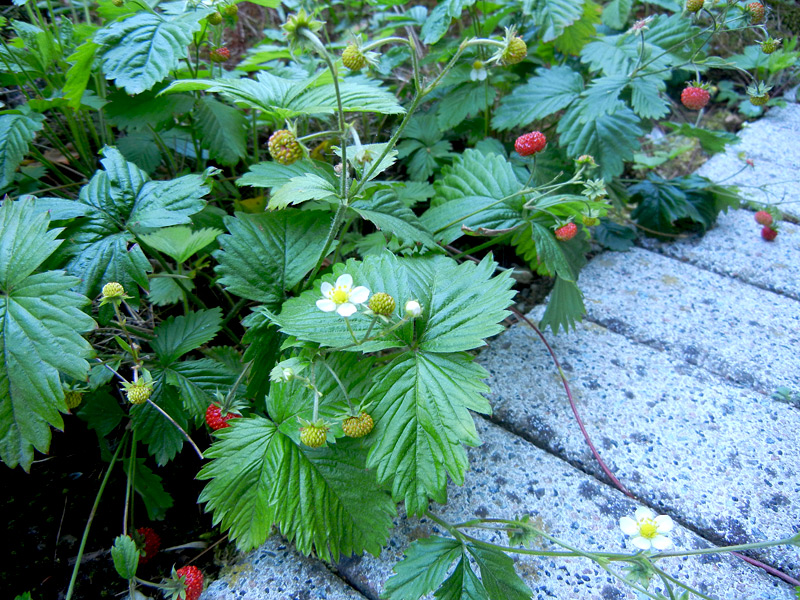 Wald-Erdbeeren mit Früchten und Ausläufern