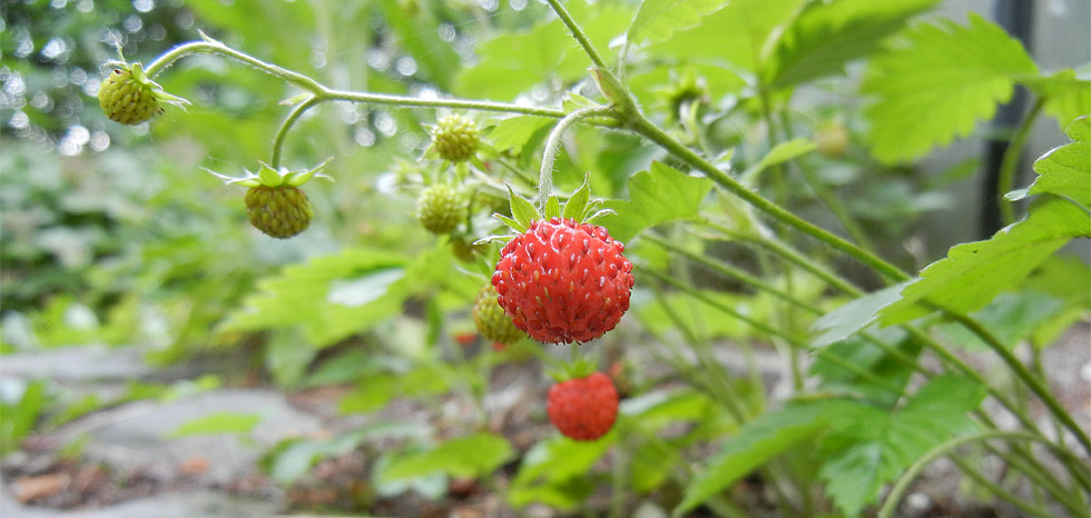Die Wald-Erdbeeren (Fragaria vesca) in unserem Garten werden langsam reif ... (Mai 2018)