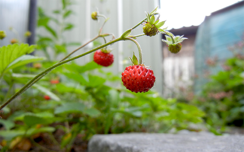 Wald-Erdbeeren schmecken unglaublich aromatisch!