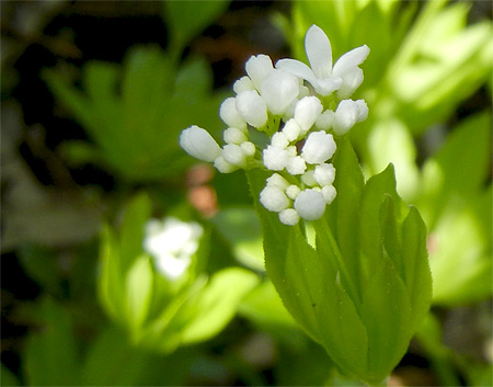 Waldmeister-Blüten kurz vorm Öffnen