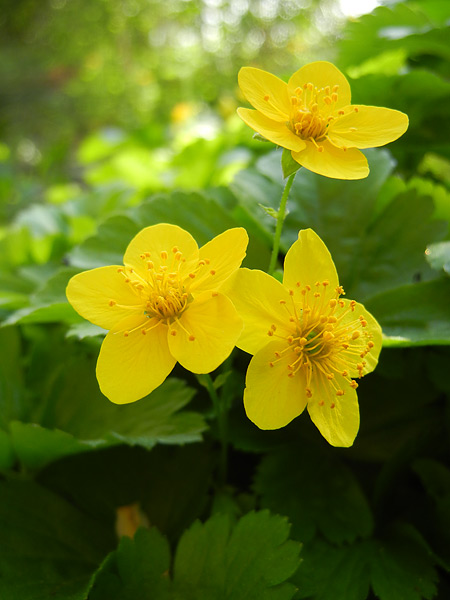 Gelbe Blüten der Waldsteinie (Golderdbeere)