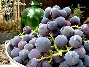 Blaue Weintrauben der Weinrebe Muscat bleu