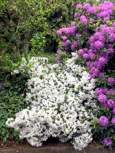 weißblühender Azaleen-Eisbär schmiegt sich an einen Rhododendron