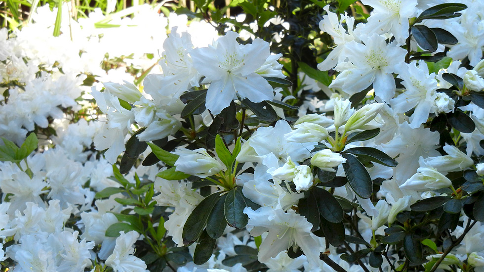 weiße Azaleen-Blüten mit dezenter grüner Zeichnung