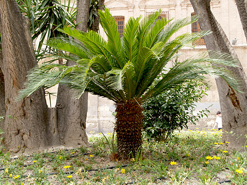 Wunderschöner Palmfarn in Murcia (Costa Blanca / Spanien)