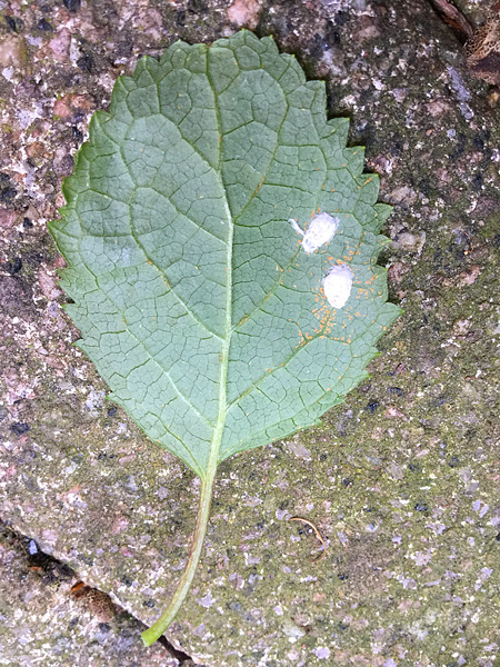 Wolläuse auf der Unterseite der Blätter unserer Schneeballhortensie (Juni 2017)