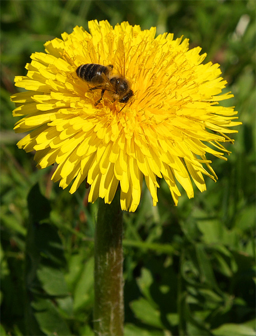 Biene auf einer Löwenzahn-Blüte
