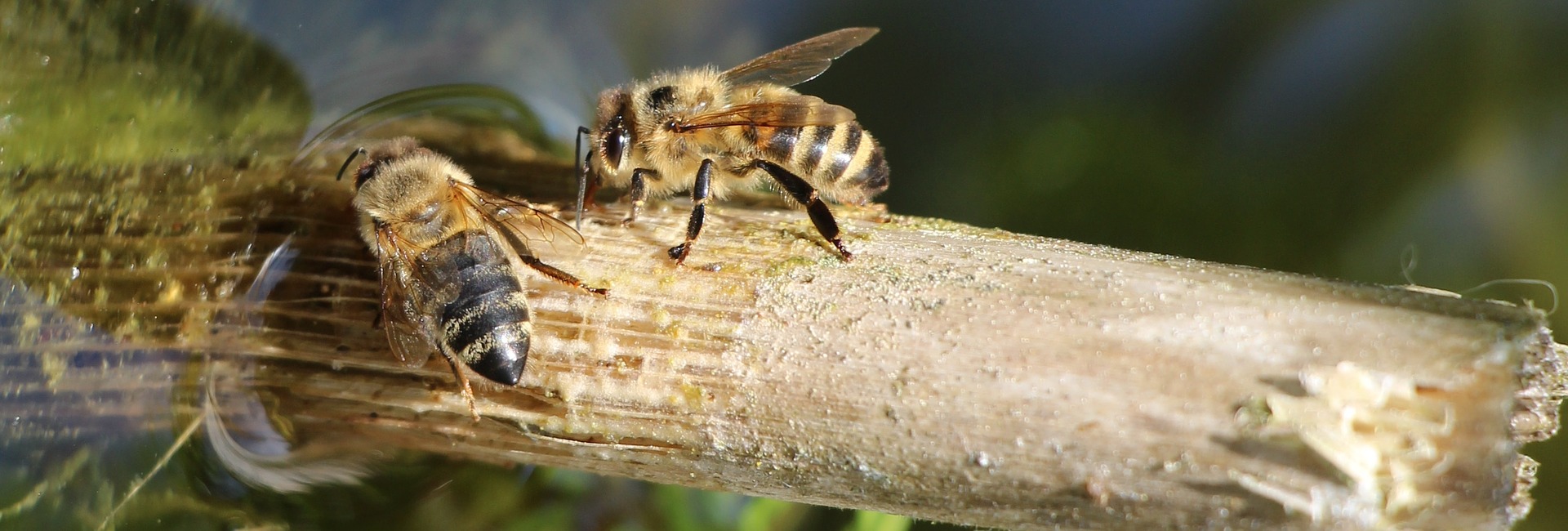 Bienen an einer Wasserquelle