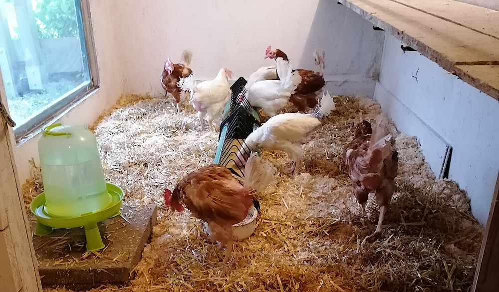 Gerettete Hühner erkunden ihren Stall