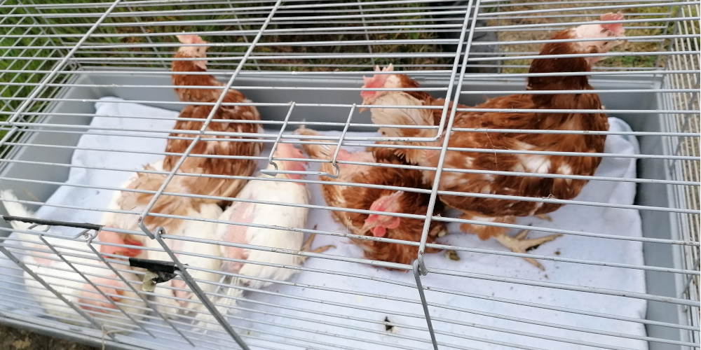 Nach erfolgreicher Rettung kommen die Hennen in ihrem neuen zu Hause an